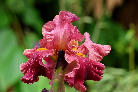 Reddish Bearded Iris with Rain Drops against a green background.
