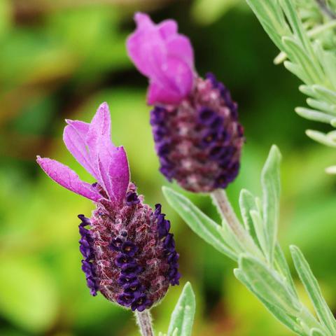 French Lavender