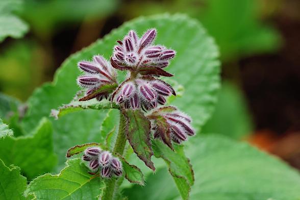 Common Borage