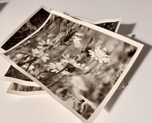 A stack of curled fibre-based photos before flattening