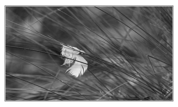 A downy white feather is caught on a strand of marram grass at mid left, the grass stems sloping diagonally downwards to the right.  The view is up close, the down and filaments showing.  Blurry background.  Shot as a black and white 'film simulation' image, processed in DarkTable to match.