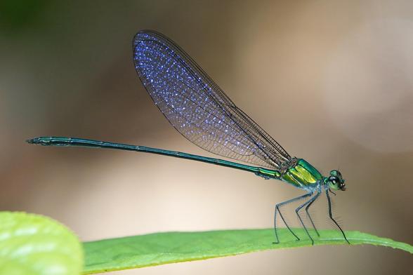 A large damselfly resting on a leaf. It has a green body and abdomen and transparent wings. The wings are reflecting light from a flash, making it glitter with blue spots.