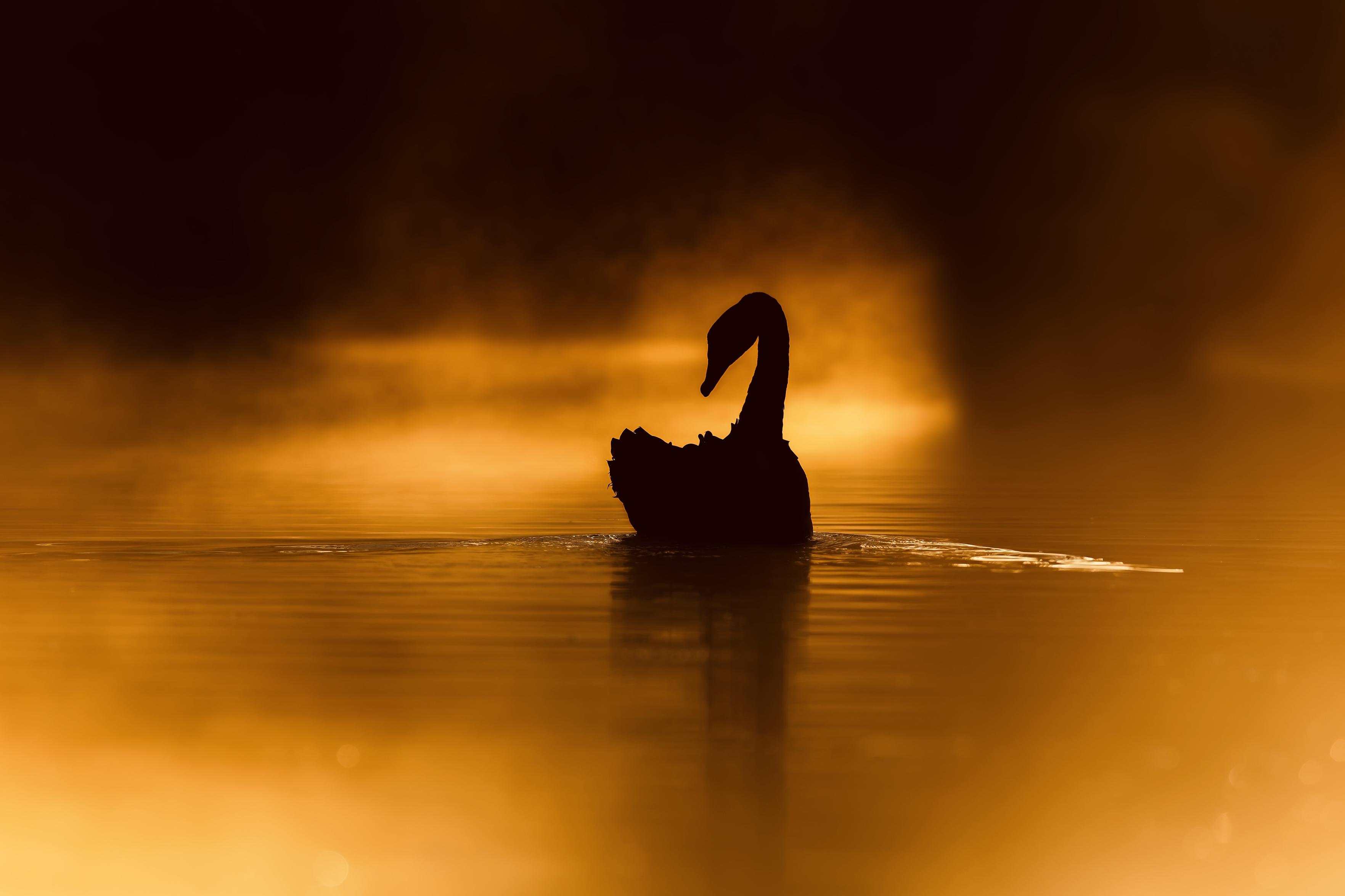 A silhouette of a black swan on a golden misty lake as the dawn light dances across the water and mist appearing like smoke and fire. A silhouette of a black swan on a golden misty lake as the dawn light dances across the water and mist appearing like smoke and fire.