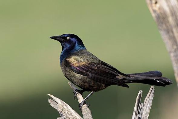 The head of the bird is one third from the top and one third from the left.
The bird is sitting on a dead branch and facing left.
