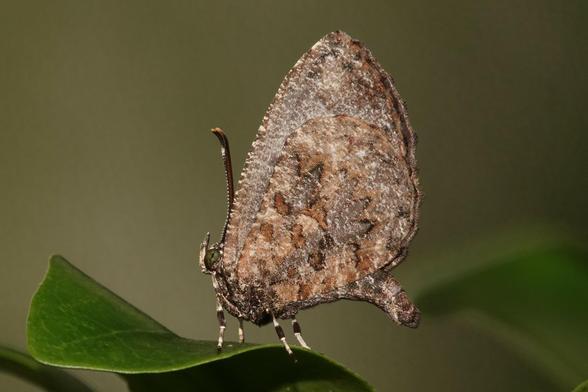 A small butterfly. It has brown wings with a mottled pattern of darker parts.