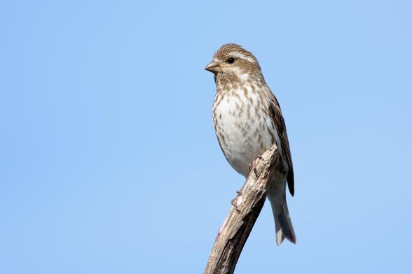 The head of the bird is a quarter from the top and just right of the middle of the photo.
It is sitting in the top of a dead tree and facing to the left.
The background is a Blue sky.