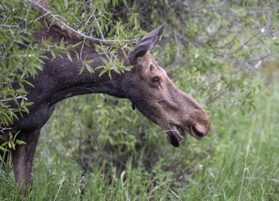 Head and shoulders shot of an adult female moose emerging from the surrounding greenery. 