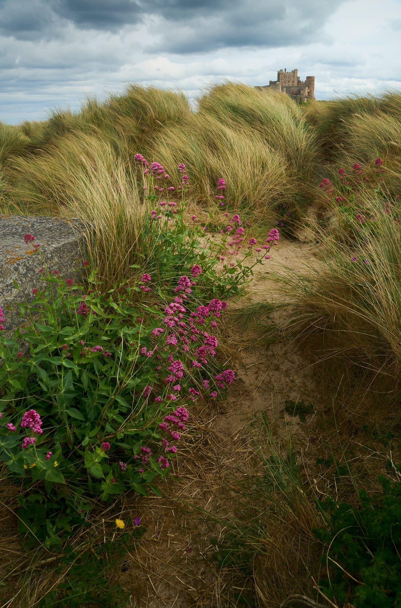 A sandy path winds through tall, windswept grasses dotted with clusters of vibrant pink wildflowers in the foreground, leading the eye towards the distant silhouette of Bamburgh Castle, which rises above the dunes under a dramatic, cloudy sky.