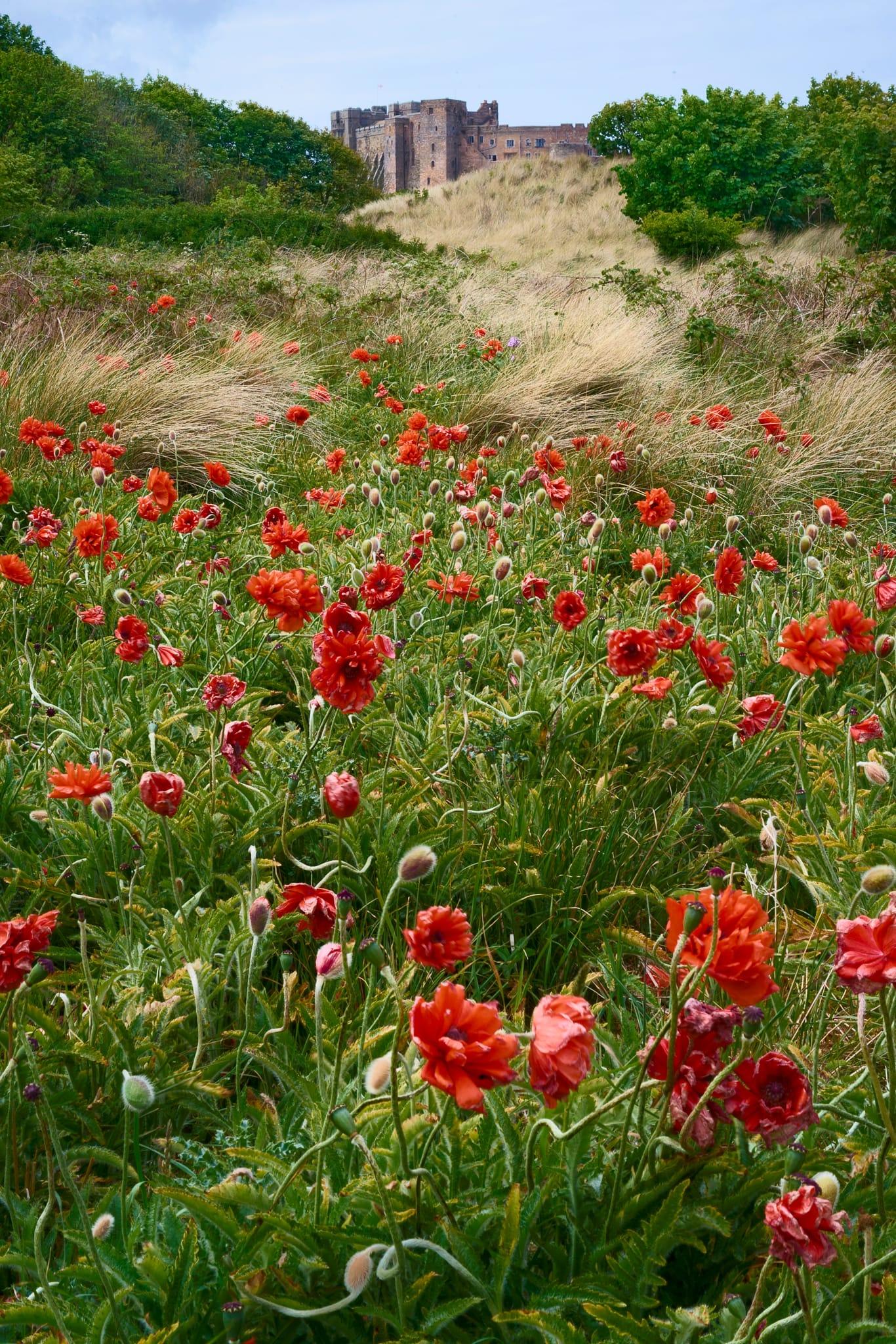 A vibrant field of red poppies fills the foreground, their delicate petals and green stems swaying amongst tall, pale grasses, while in the distance, the imposing stone walls and towers of Bamburgh Castle rise above the dunes, framed by lush green trees beneath a pale blue sky.