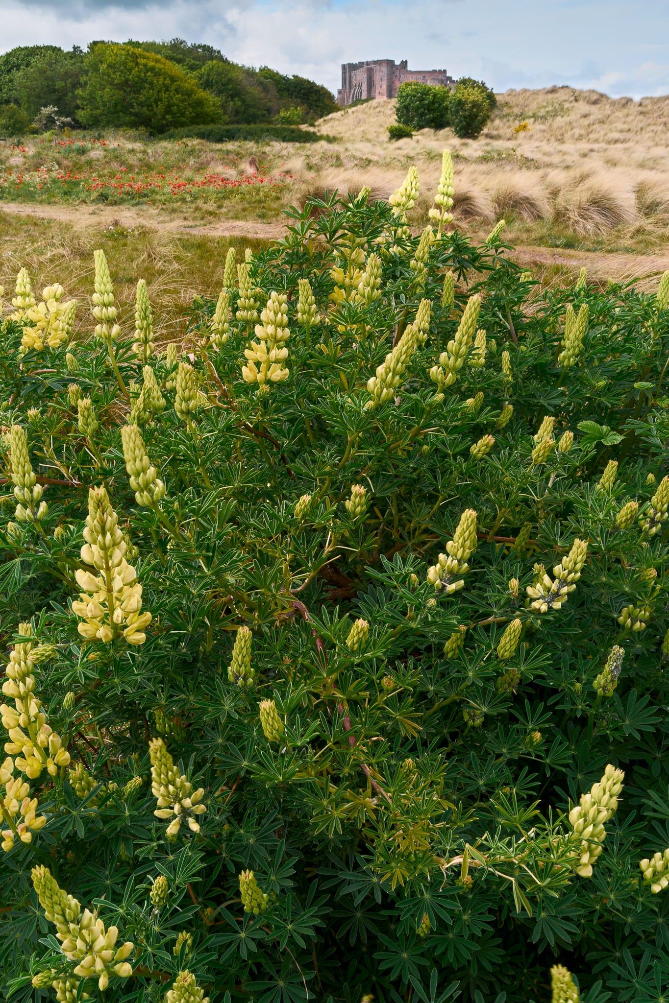 A dense cluster of pale yellow lupin flowers dominates the foreground, their tall spires rising above lush green foliage, while behind them sandy dunes and patches of red wildflowers stretch towards the imposing stone walls of Bamburgh Castle, which stands partially hidden by trees beneath a bright, lightly clouded sky.