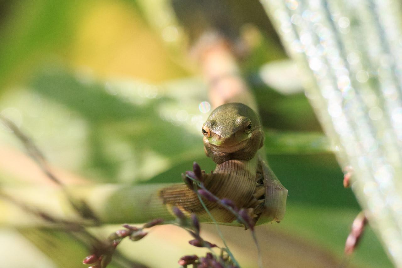 A very small frog on a guinea grass stem, shot face on. It has its legs tucked up under itself and is mostly a brownish-green.