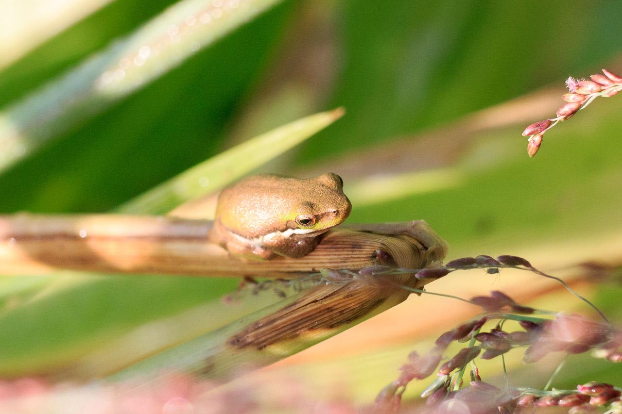 The same frog, now shot from higher and to the left. The frog is facing obliquely right and from this angle, in the sun, looks more brown than green.