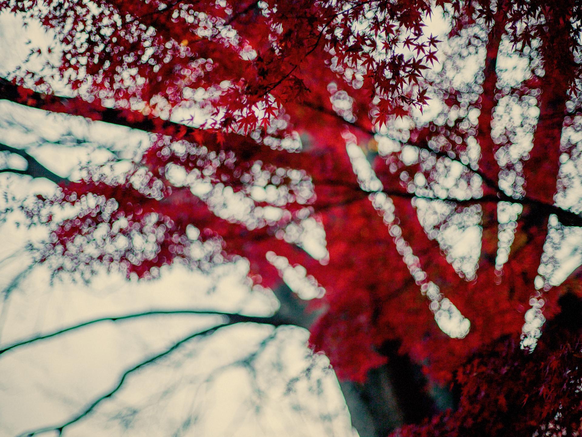 Abstract shot of a momiji tree in Yoyogi Park back in 2010. All defocus and bokeh. Shot with a Mamiya ZD digital back on an AFDii body. Paired with the legendary Mamiya 80mm f/1.9.