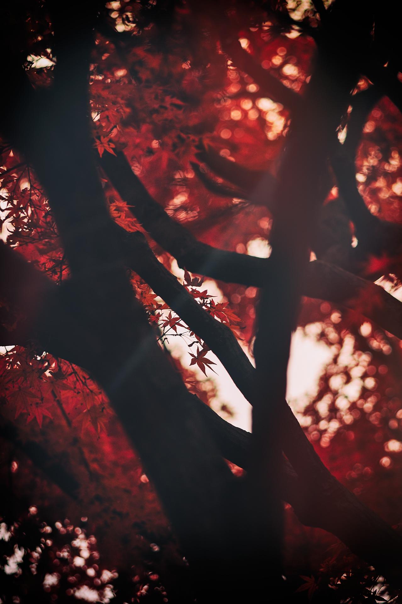Momoji trees in our local park - Shinagawa Kumin Koen - bacj in the autumn of 2017. Deep reds, a little backlight from the sun and deep black tree trunks. Shot on a Mamiya 127mm lens I originally had for my RB67. But adapted onto my Nikons. In this case Nikon D800e. 