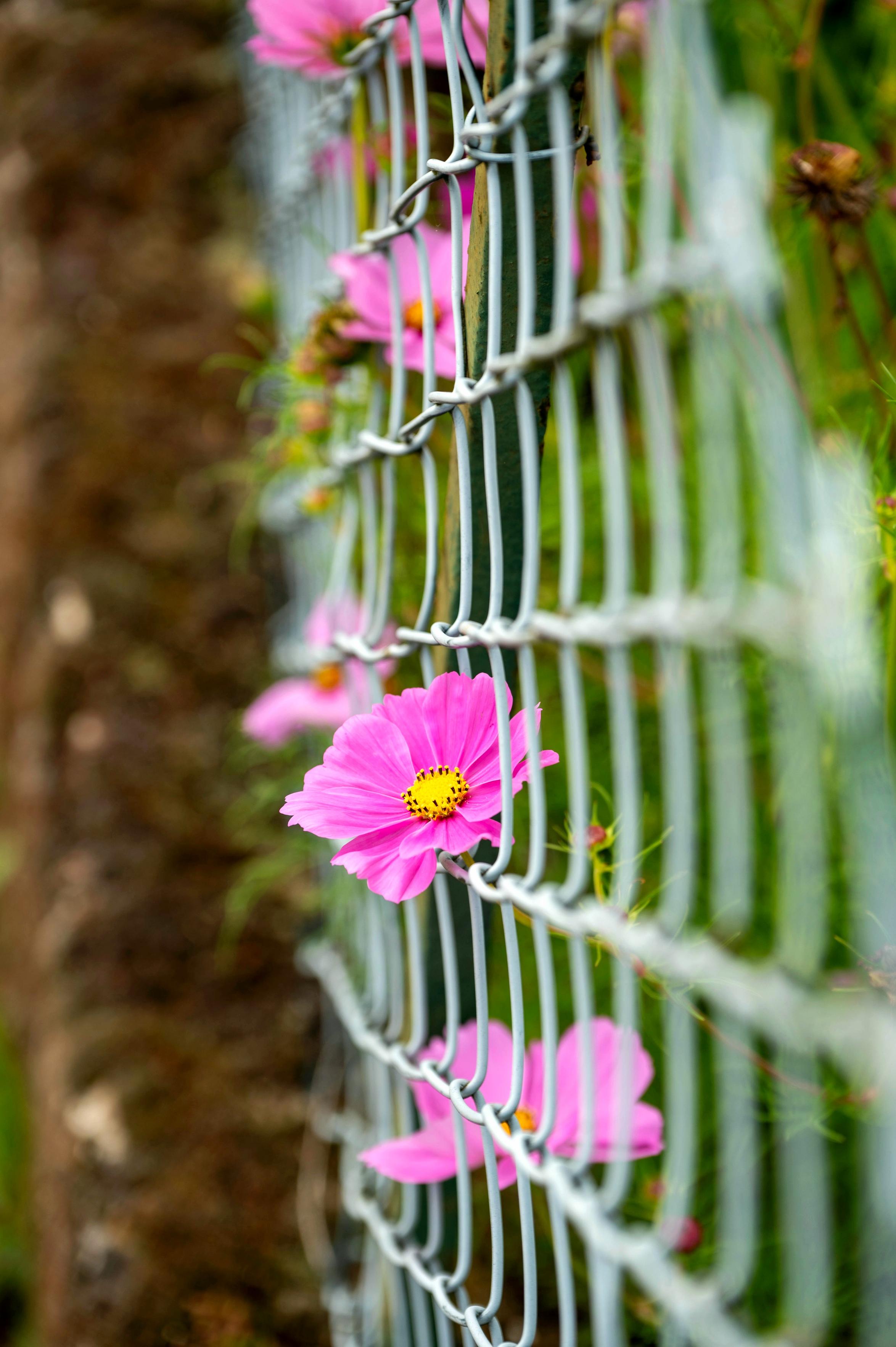 Die Blüte eines Schmuckkörbchen wächst durch einen  Maschendrahtzaun. Die Blüte eines Schmuckkörbchen wächst durch einen  Maschendrahtzaun.