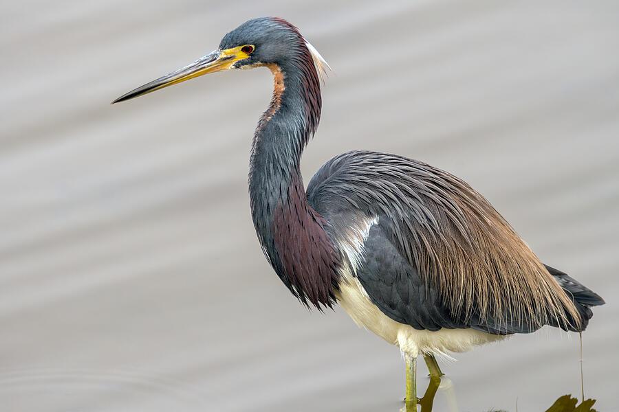 A heron with striking blue and reddish plumage stands gracefully in shallow water. Its long, slender beak points forward as it surveys its surroundings. Photography by Debra Martz A heron with striking blue and reddish plumage stands gracefully in shallow water. Its long, slender beak points forward as it surveys its surroundings. Photography by Debra Martz