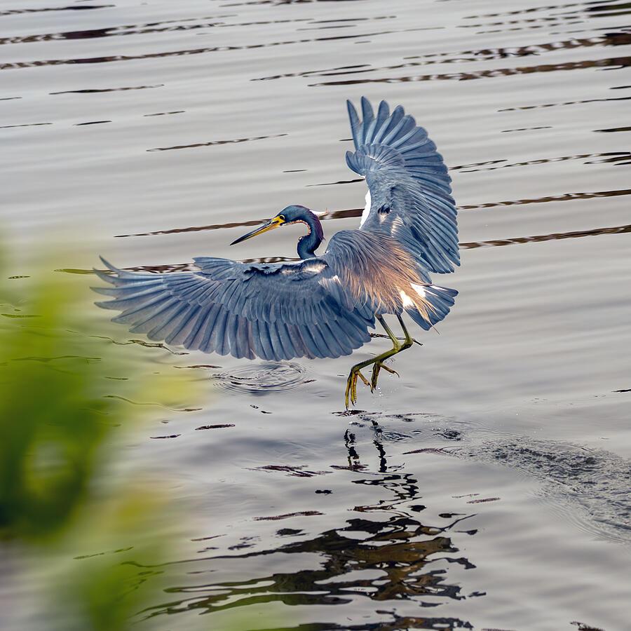 A bird with striking plumage extends its wings wide above a rippling body of water. With its legs stretching downward, the bird seems to be either landing or taking off from the water's surface. Photography by Debra Martz A bird with striking plumage extends its wings wide above a rippling body of water. With its legs stretching downward, the bird seems to be either landing or taking off from the water's surface. Photography by Debra Martz