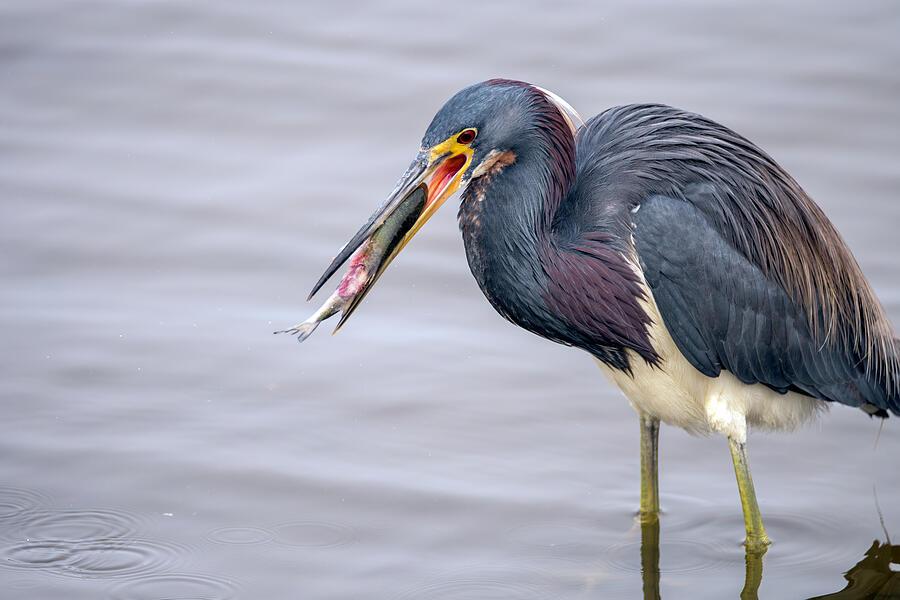 A heron stands in shallow water, holding a freshly caught fish in its beak. The bird's vibrant plumage contrasts with the muted tones of the rippling water. Photography by Debra Martz A heron stands in shallow water, holding a freshly caught fish in its beak. The bird's vibrant plumage contrasts with the muted tones of the rippling water. Photography by Debra Martz