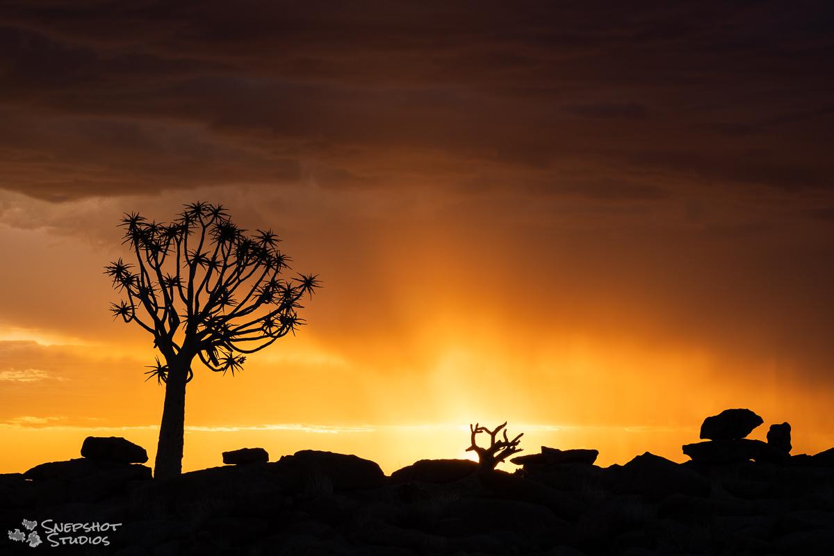 Namibia, Giants Playground, sunset over a quiver tree with a thunderstorm in the background Namibia, Giants Playground, sunset over a quiver tree with a thunderstorm in the background