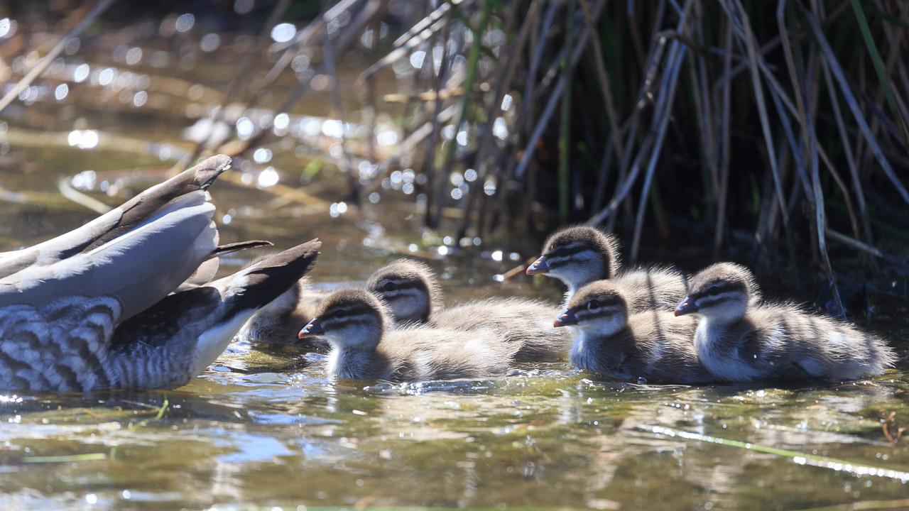 All seven entering the main lake, following their parents. They are in a group right behind mother duck, and are bobbing about on the greeny-brown water. There are reeds behind them.
