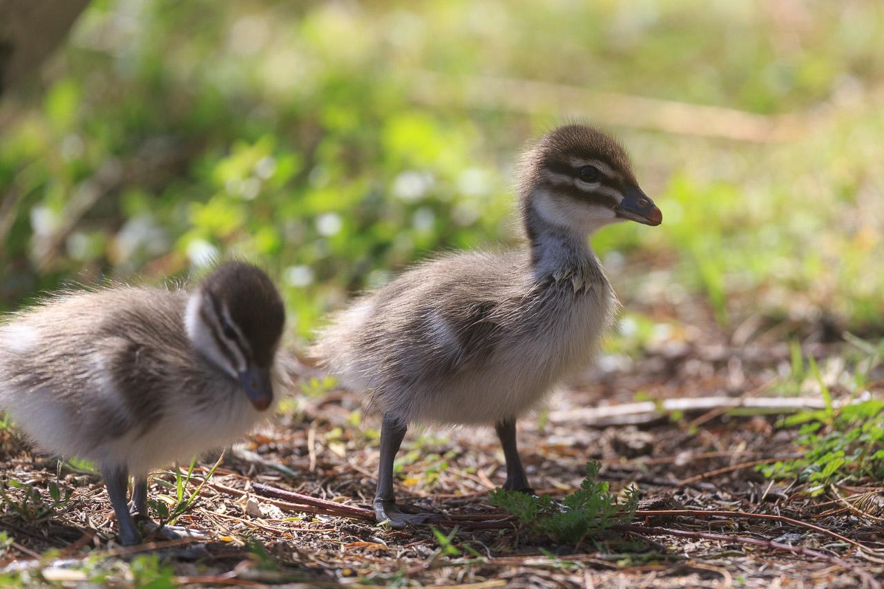 Two small wood duck ducklings. They're mostly shades of brown, and very fluffy. The right hand one is standing upright and alert (it head a lapwing call), while the other contemplates its next snack.