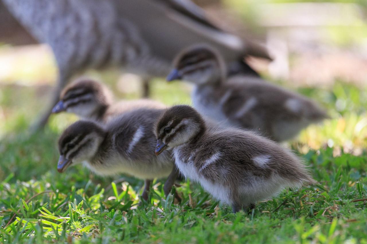 Four wood duck ducklings foraging on the grass in the shade. They are walking from right to left in a group.