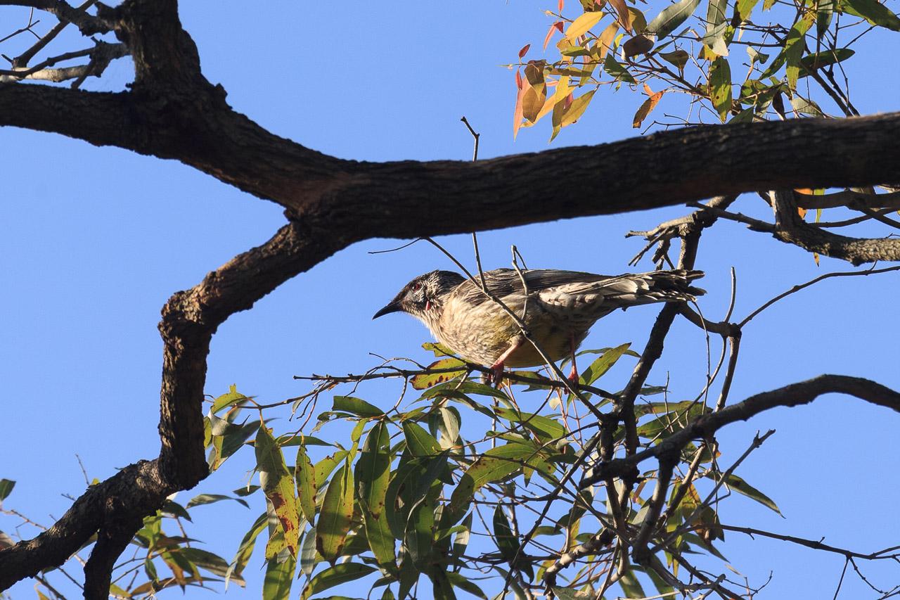 A Red Wattlebird, high in a tree in the afternoon sun. It is facing left, and seen from below, so you can see its light-grey belly. It has a darker head and wings, and a small red wattle near its ear.