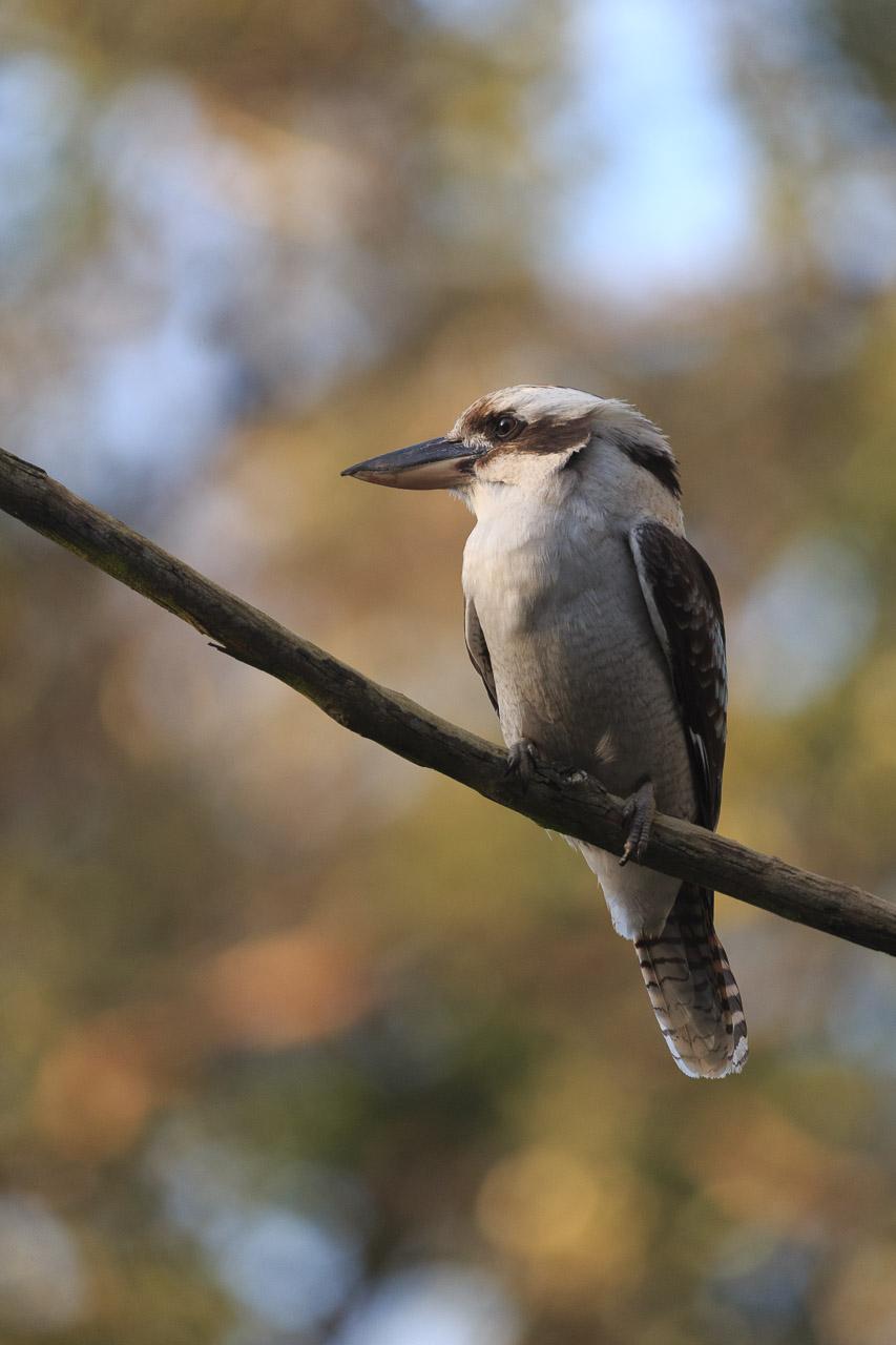 A Kookaburra in profile facing left. It has a long pointy beak used for catching prey, including the odd worm, snake, lizard, etc. It is white, but with brown wings and striped brown tail. There's a patch of blue on the wings.