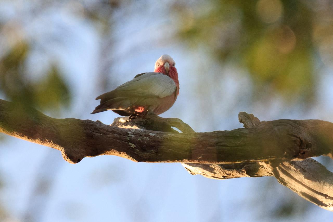 A medium cockatoo like bird with pink body, white low crest and grey wings. It is on a branch, facing right, and has turned its head to look down at the camera.