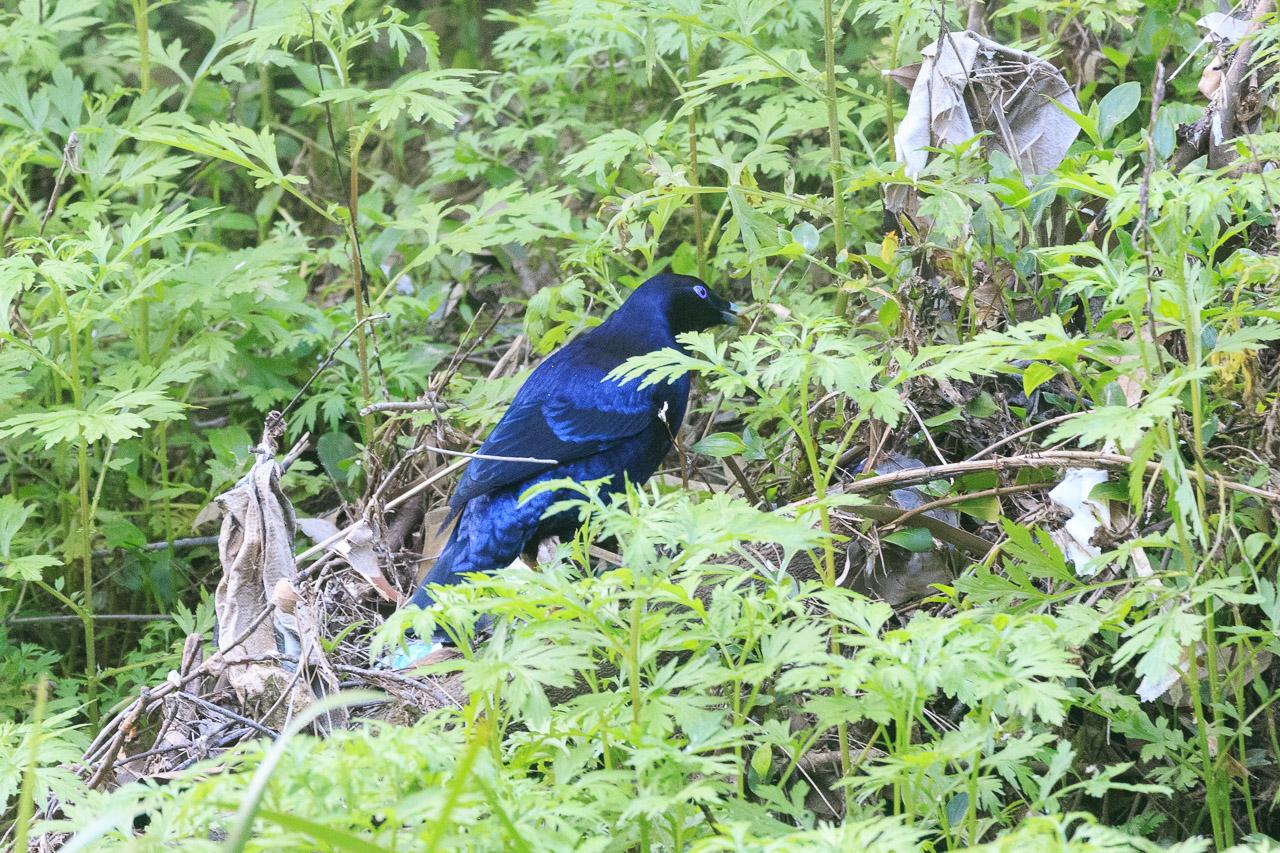 Male Satin Bowerbird in low foliage. It is a shiny dark blue in colour (when seen from another angle they can look almost black).