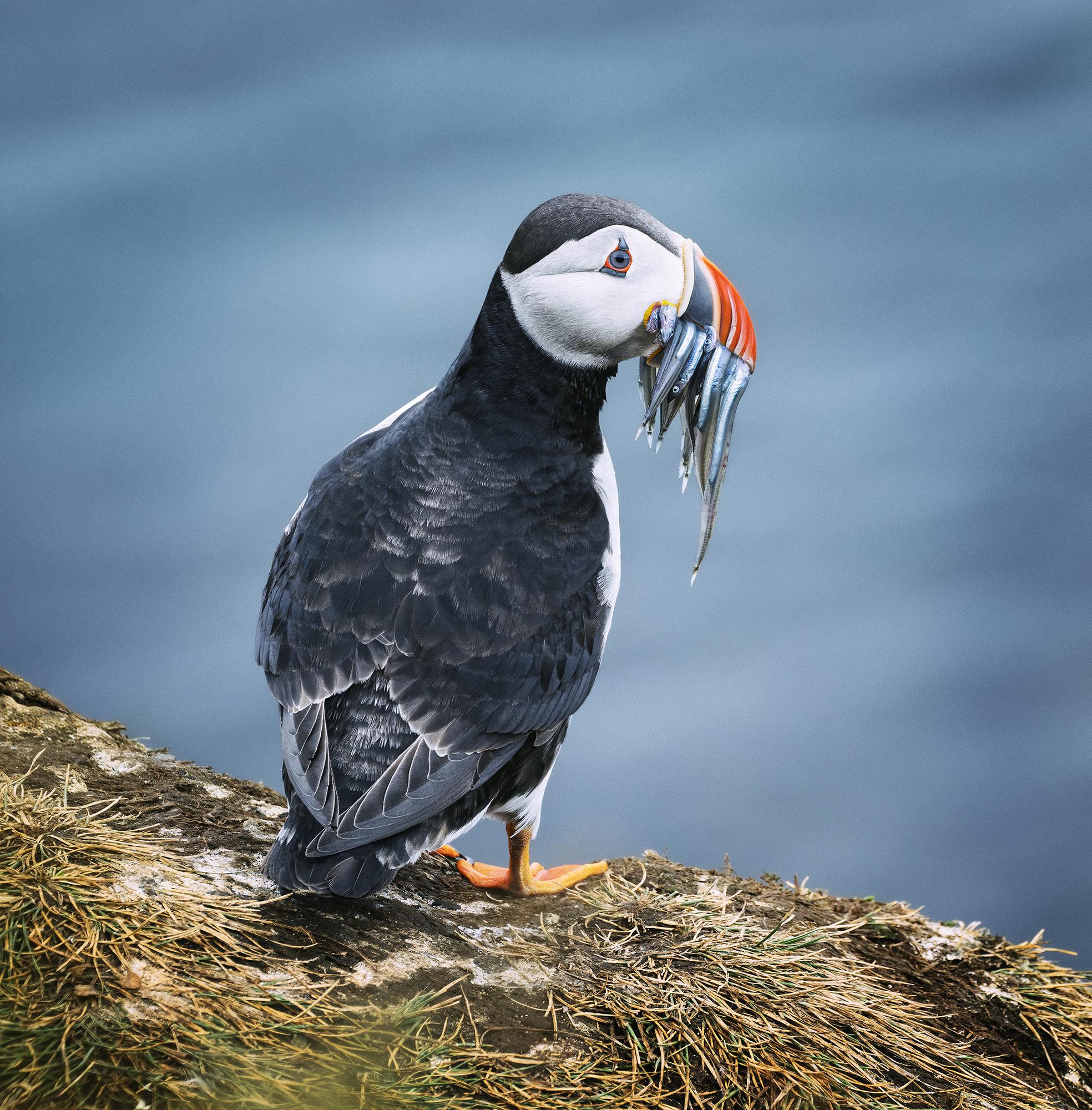 An Atlantic Puffin standing on a rocky cliff with fish in its mouth.