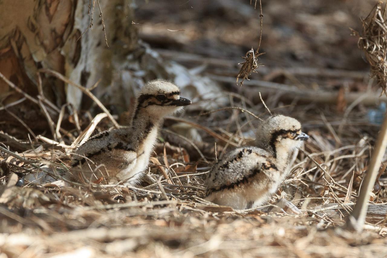 Two white and brown chicks with long-ish necks sitting on the ground amongst the leaf and stick litter which is almost exactly the same colour as they are.