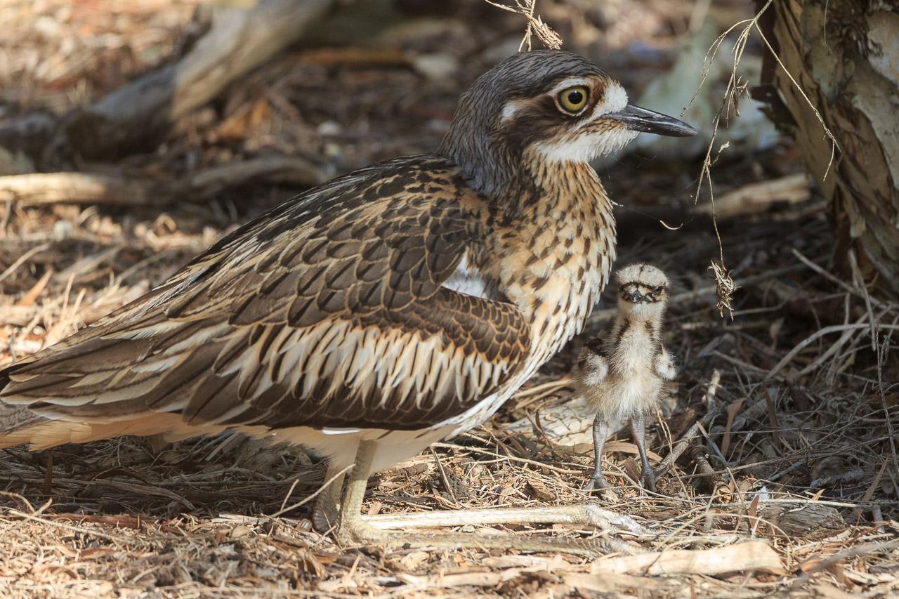 One of the chicks looking around its parent which dwarfs it in size and attitude.