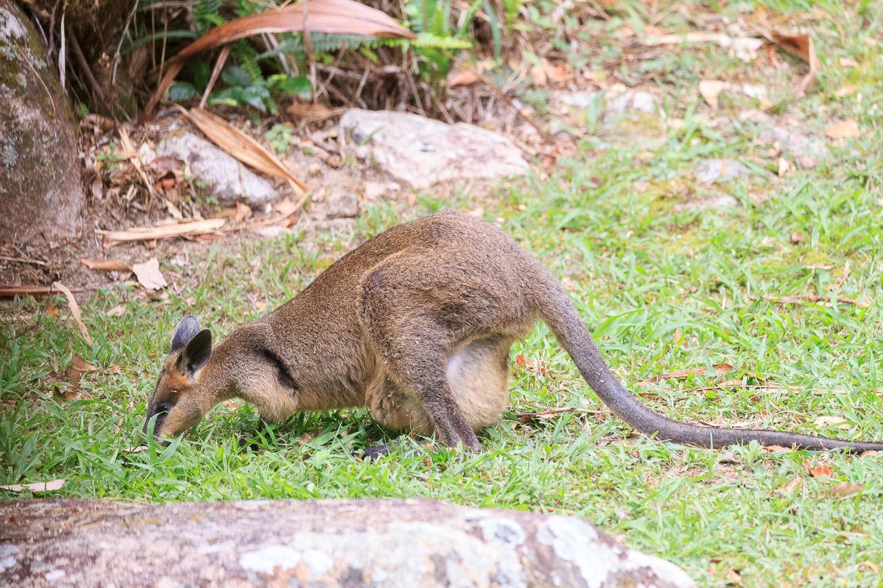 A swamp wallaby on all fours and stretched out to nibble some especially tasty grass. Her pouch is HUGE and clearly full of joey.