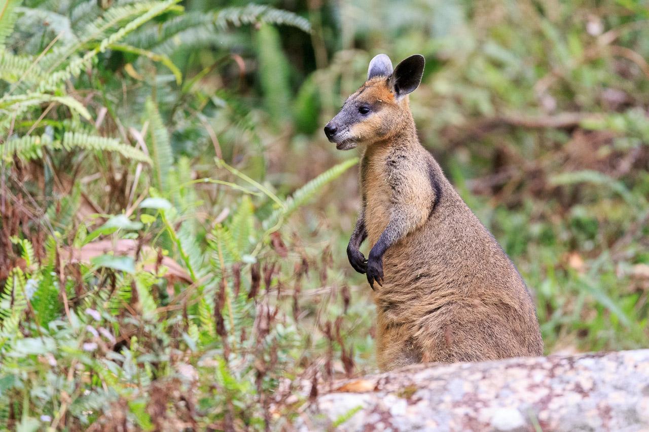 Swamp Wallaby standing behind a granite boulder. She's kinda triangular in shape due to the large pouch.