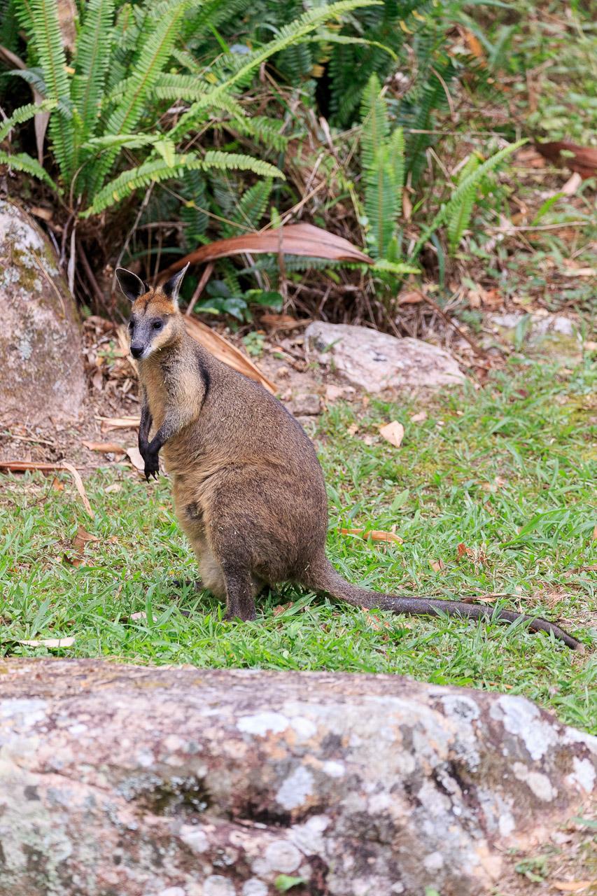 Swamp Wallaby standing upright. Her huge pouch is partially hidden by the massive thigh muscles. 
She's brown with russet tinges on the top of the head and neck. Black paws, ears and face.