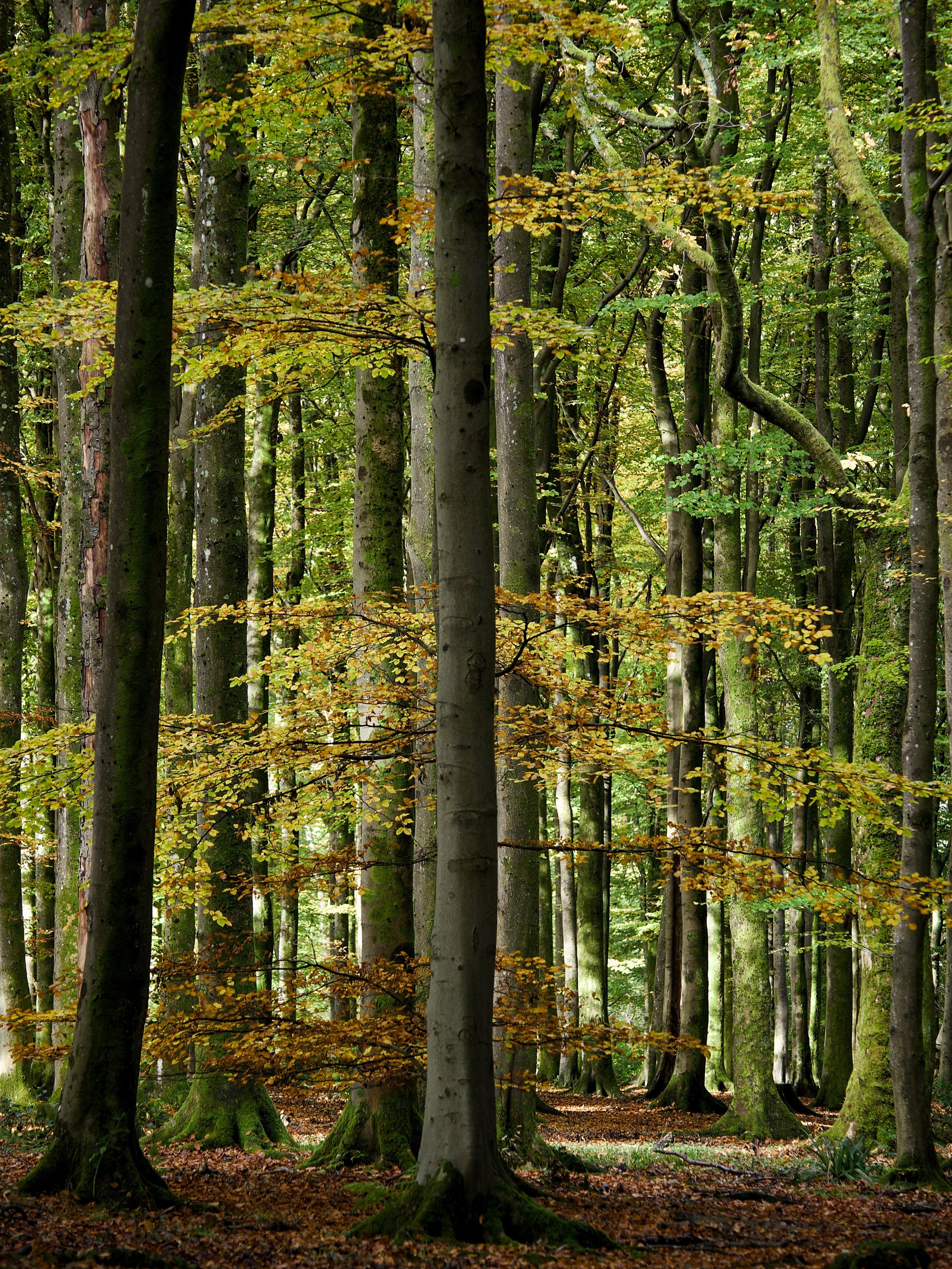 Towering beech tree trunks stand guard in the woodland as one smaller, younger tree covered in golden and orange leaves spreads its branches out behind them. The woodland floor is carpeted with brown beech leaves and the sunlight breaks through the dense canopy in patches.