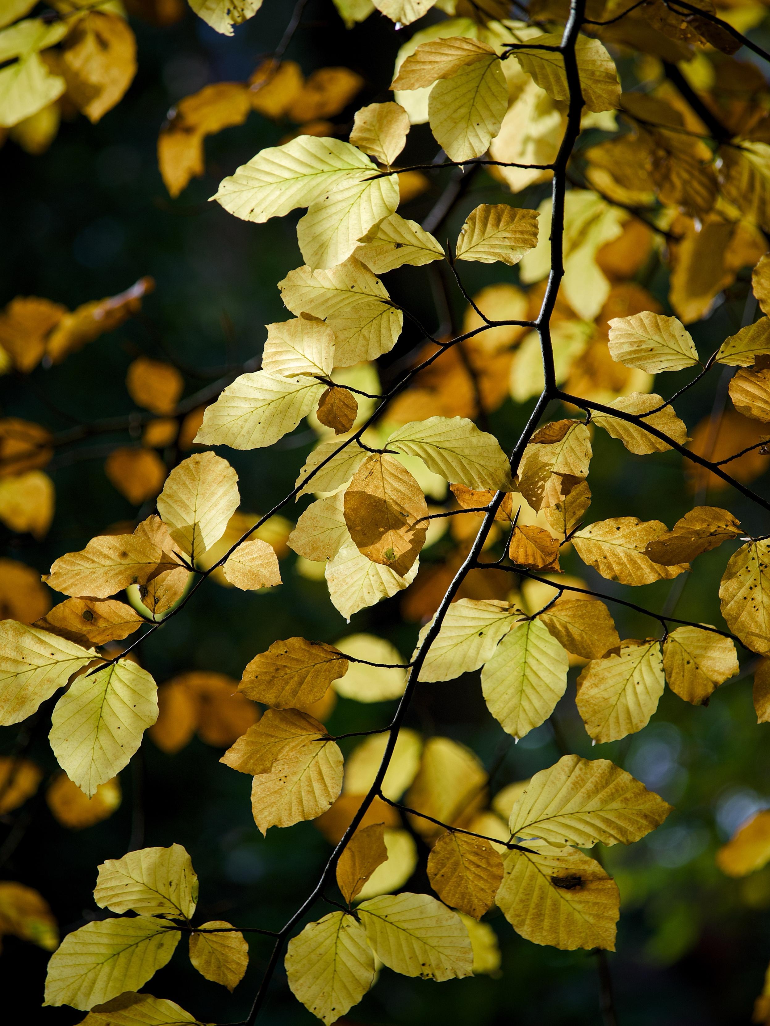 Backlit by the autumnal sunlight, yellow, orange and brown beech leaves provide a beautiful, abstract, overlapping pattern on slender dark branches.
