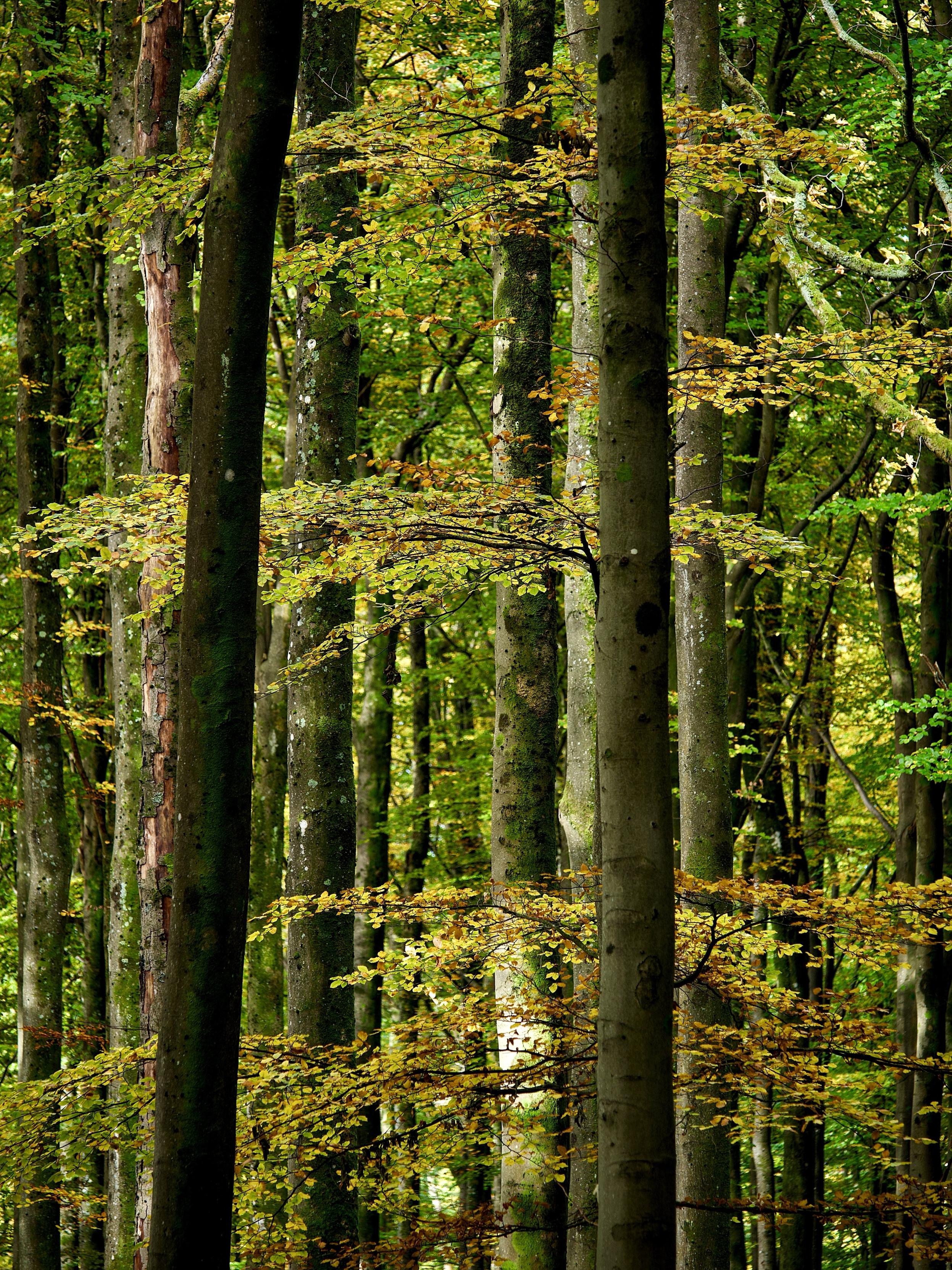 Towering beech tree trunks stand guard in the woodland as one smaller, younger tree covered in golden and orange leaves spreads its branches out behind them, warmed by the autumn sunlight.