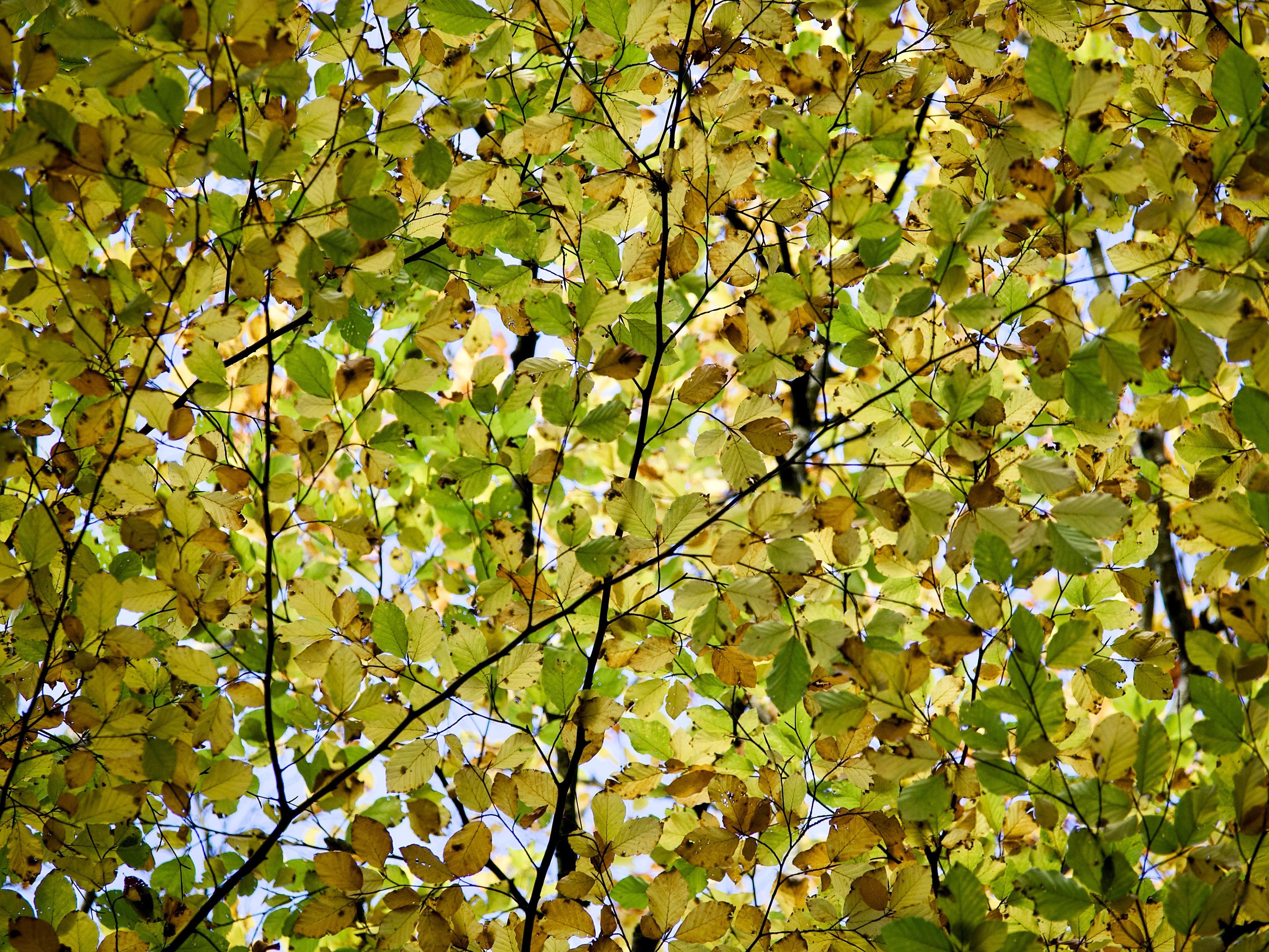 A patchwork of pale green, yellow and brown beech leaves is shown backlit against a pale blue sky, with slender, dark branches zig-zagging across the scene.