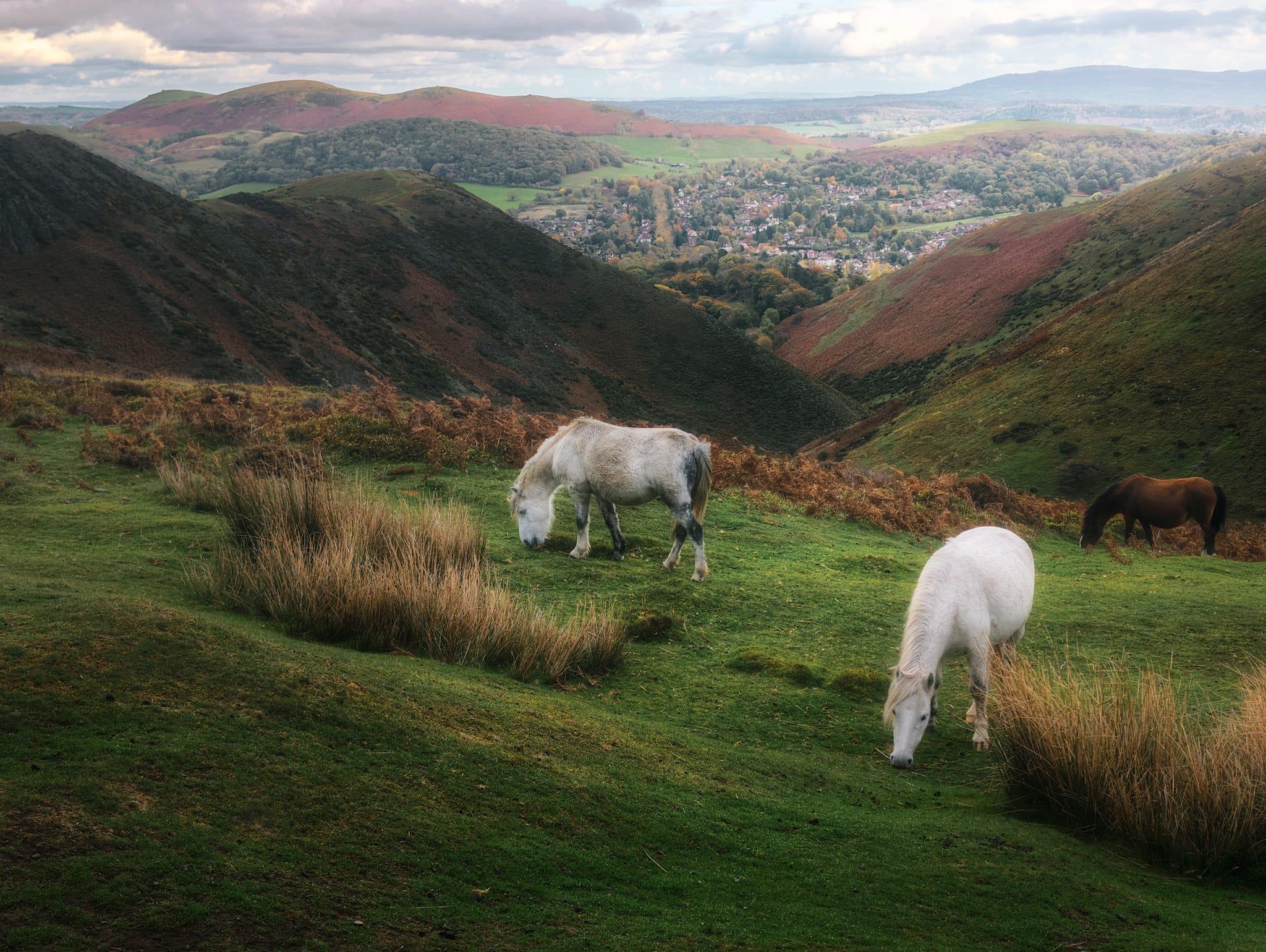 A grey and a chestnut pony graze peacefully on lush green moorland dotted with patches of golden-brown tussock grass in the foreground, within a dramatic V-shaped valley framed by steep darkly-vegetated hillsides in shades of moss green and russet brown. Beyond the valley, the picturesque market town of Church Stretton nestles amongst clusters of trees in the middle distance, its buildings rendered small by scale but clearly visible amidst autumnal woodland in yellows and greens, whilst the distinctive rounded summit of Hope Bowdler Hill rises majestically in the far background with similar autumnal colouration. The landscape extends further still to distant purple-hazed ridges and the faraway Clee Hills, all beneath a pale sky scattered with soft white clouds, creating a quintessential Shropshire Hills vista that captures the essence of the moorland's pastoral character and dramatic topography.