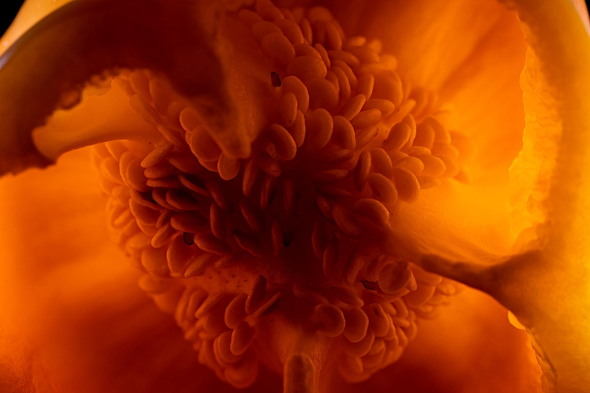 Macro Orange Bell Pepper