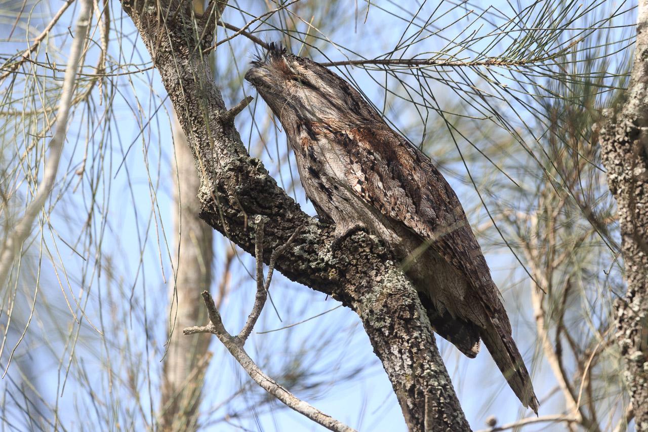 The same frogmouth after it detected my presence and decided to try to look like a branch.