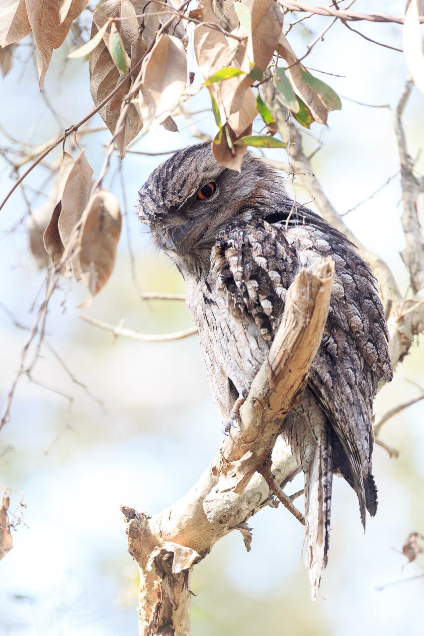 At the entrance to the wetlands, this fellow was perched above the path preening when I arrived. It is eyeing me with its yellowy eye over its shoulder.