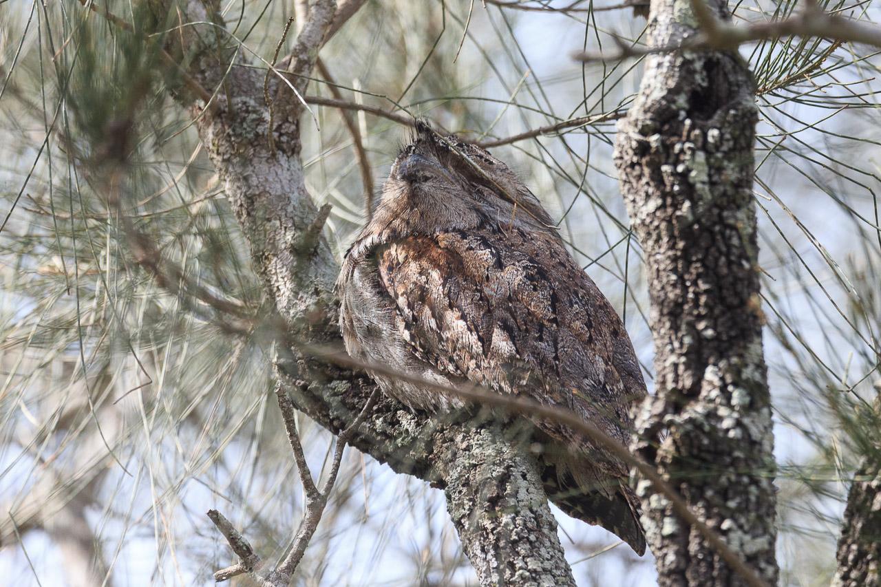 A snoozing frogmouth that is in its squat roundish pose.