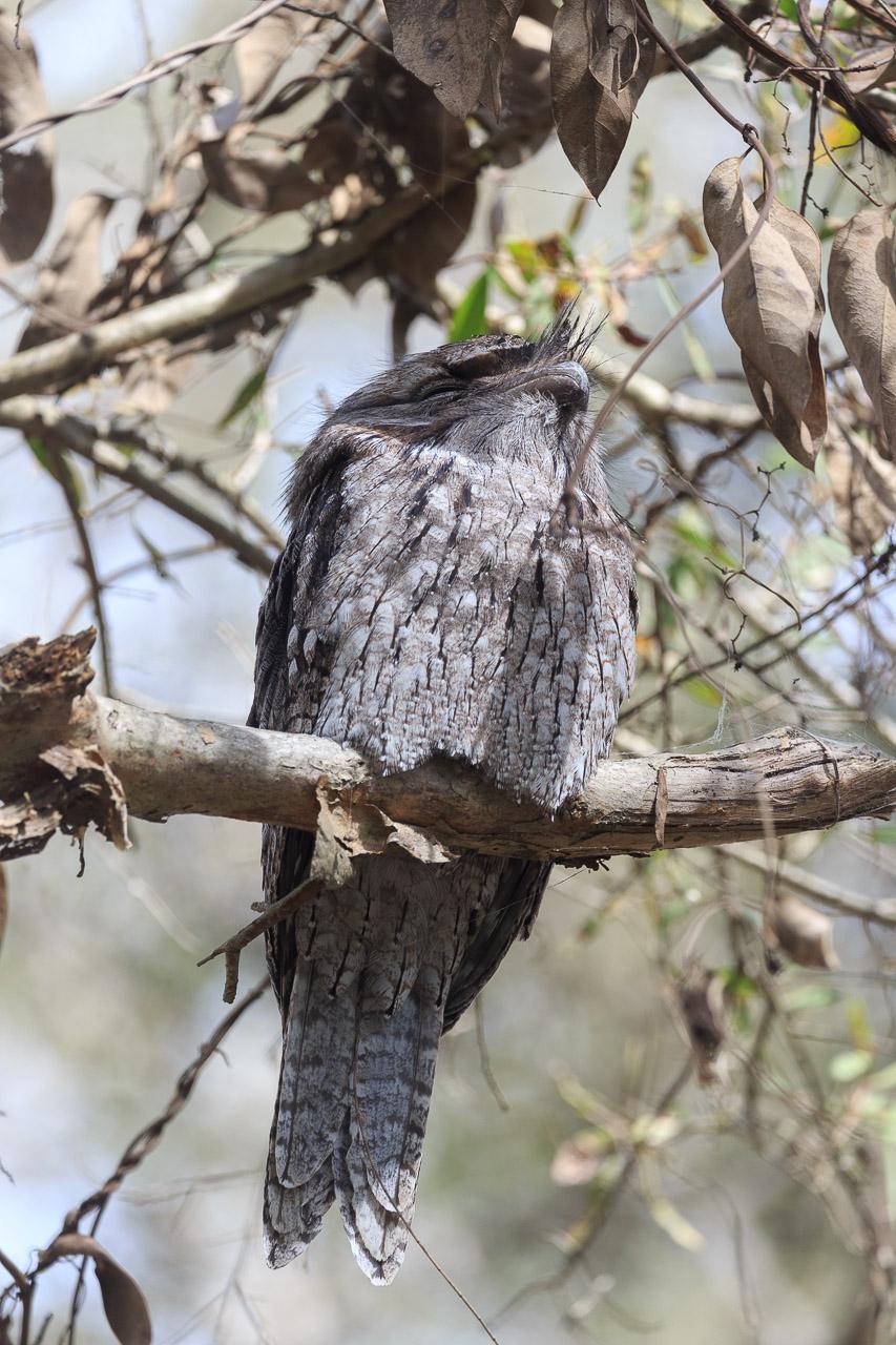 The same Frogmouth at the wetlands entrance as I was leaving.  It is snoozing on the branch.