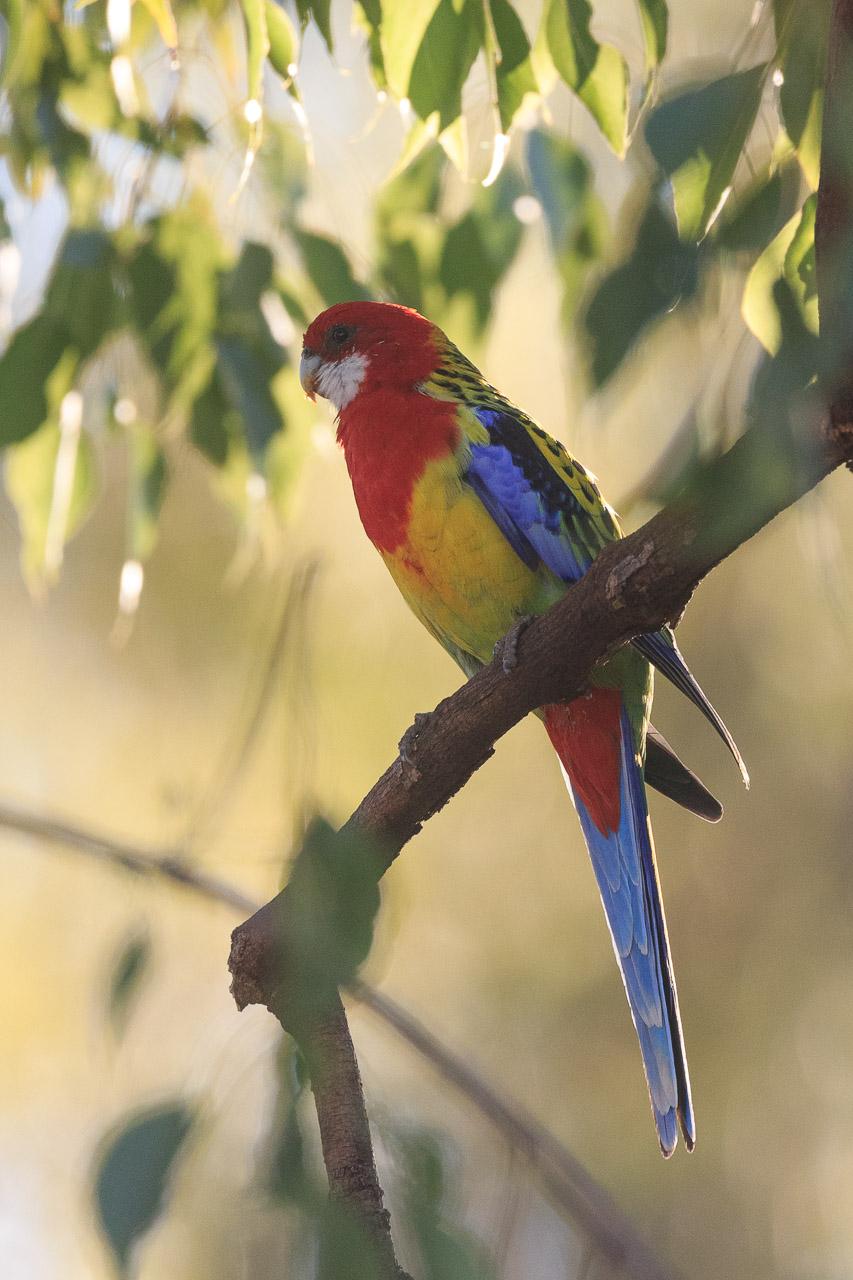 The front of the Eastern Rosella. Showing it's bright red head and through, white cheeks, yellow belly tending to green at the base, red rump, blue tail. The wings are yellow with black scalloping.