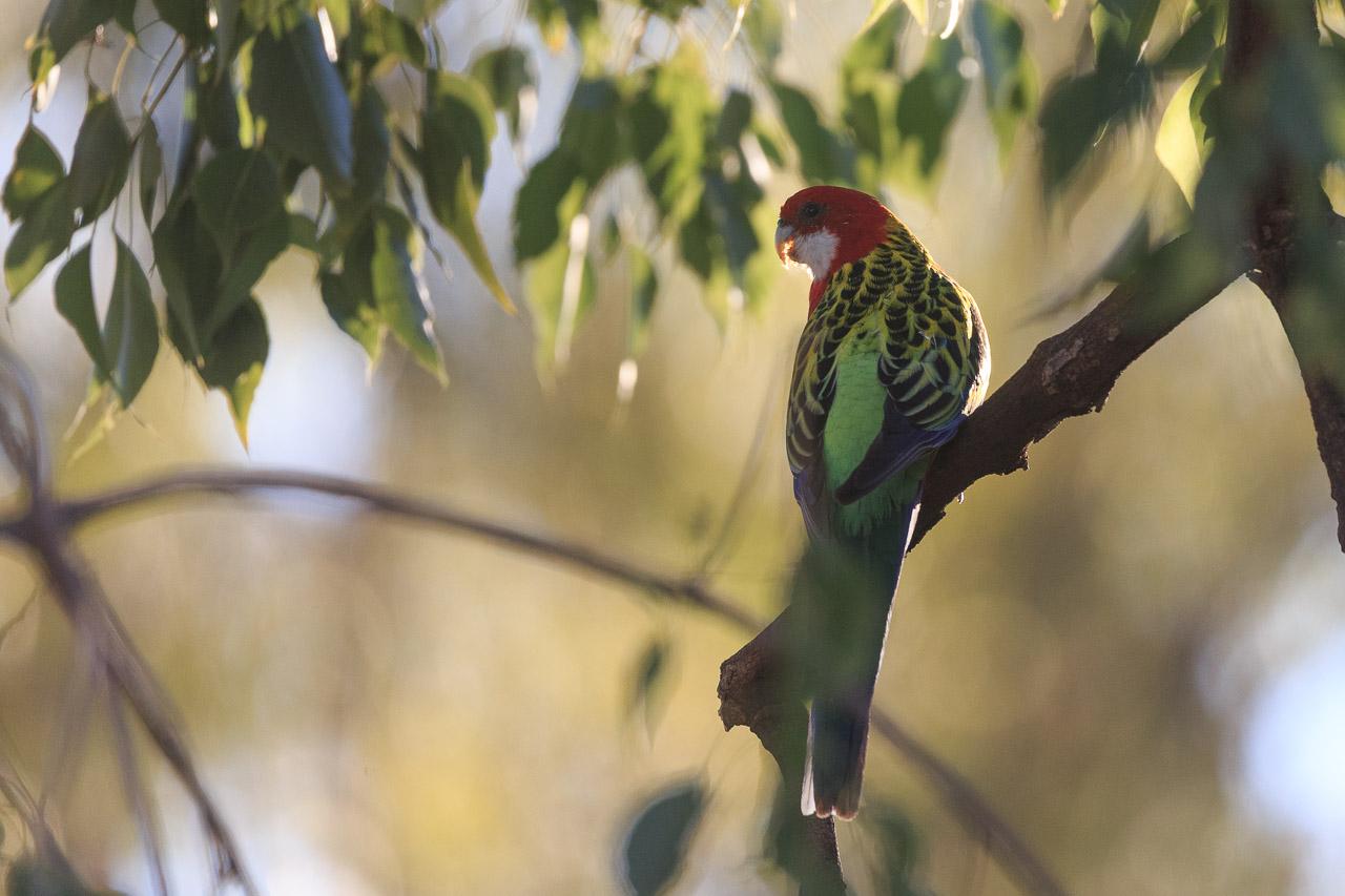 The back of the same Eastern Rosella. Here the yellow/green wings with black scalloping are easily seen, with a patch of back green between them on the back. Its head is turned to the left.