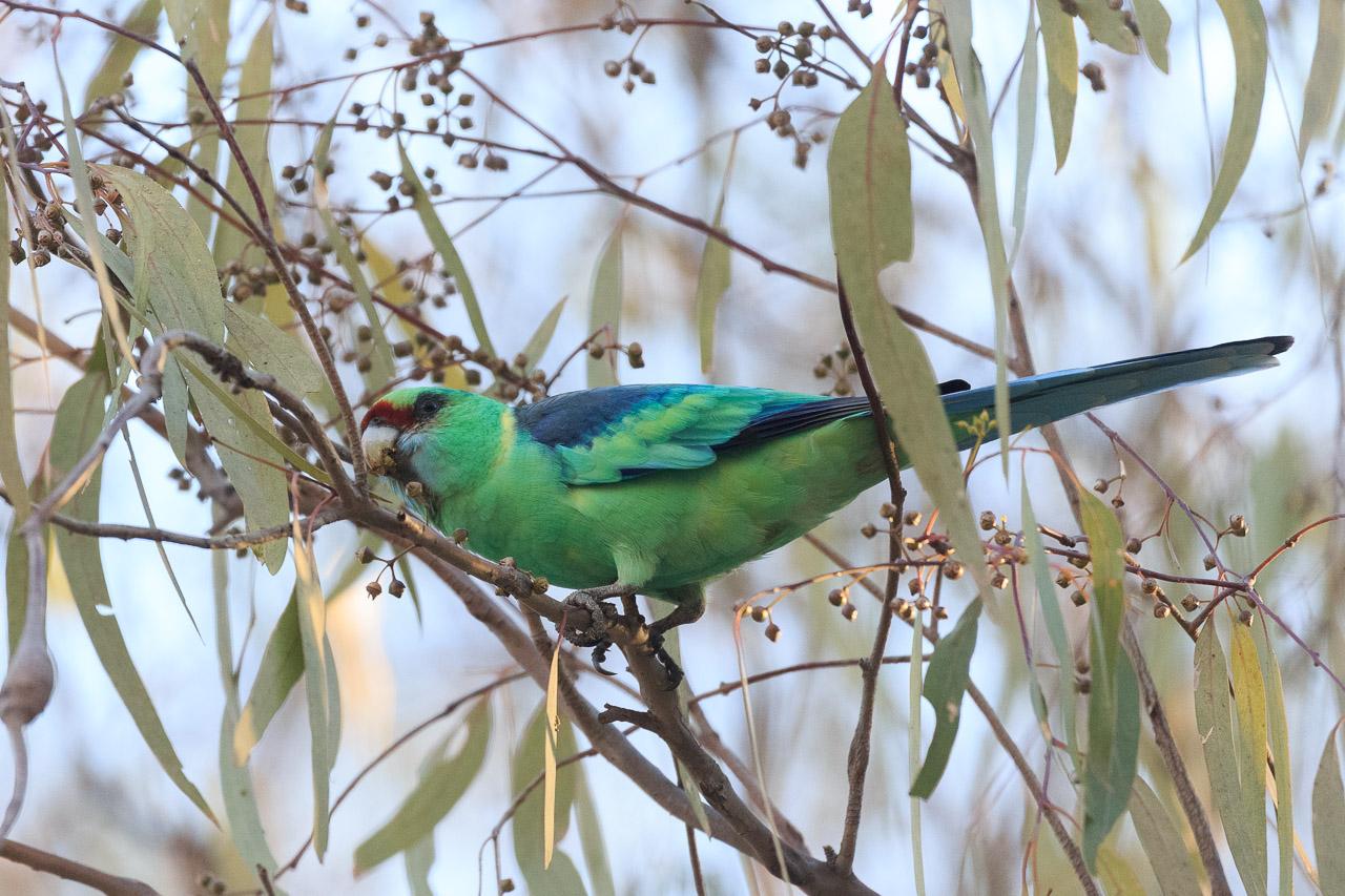 Mallee Ringneck in profile. A pale green parrot with blue sections on the wings, blue tail, red nose bridge, and dark patch around the eye, and the namesake, yellow ring around the neck.