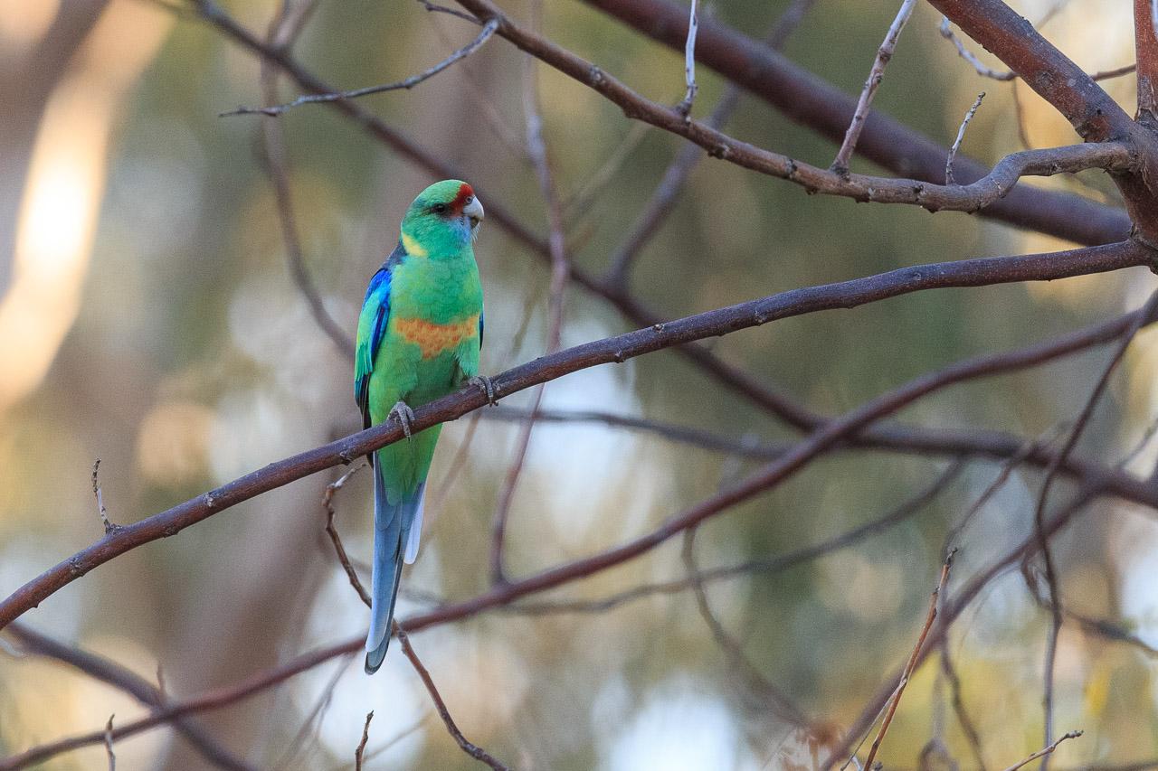 A Mallee Ringneck perched on a branch. It is a pale green parrot, with yellow ring around its neck, orange stripe across the belly, blue patches on the wings and a blue tail, and red nose bridge.